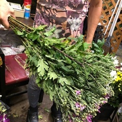 切花！小菊、大菊30本以上の画像