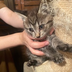 トラ猫ちゃん 子猫 女の子