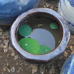 水鉢＋花睡蓮＋メダカの画像