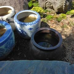 水鉢＋花睡蓮＋メダカの画像
