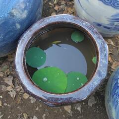 水鉢＋花睡蓮＋メダカの画像