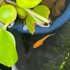 楊貴妃メダカ成魚5匹の画像