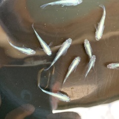 メダカ　めだか　サバの極みの画像