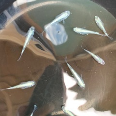 メダカ　めだか　サバの極みの画像