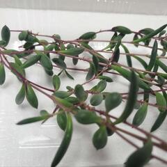 ルビーネックレス カット苗の画像