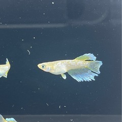 メダカ❗️フロマージュKWF❗️1ペア！オマケ1匹！の画像