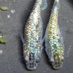 メダカ　多色ラメ　【ピカソ】　画像の若魚　オス1メス2を出品致します。の画像