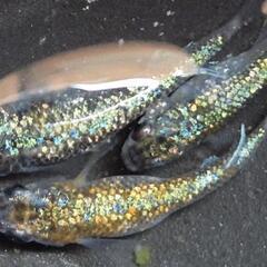 メダカ　多色ラメ　【ピカソ】　画像の若魚　オス1メス2を出品致します。の画像