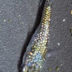 メダカ　多色ラメ　【ピカソ】　画像の若魚　オス1メス2を出品致します。の画像