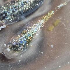 メダカ　多色ラメ　【ピカソ】　画像の若魚　オス1メス2を出品致します。の画像