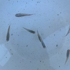 メダカ　幹之　10匹の画像