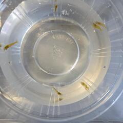 イエローチェリーシュリンプ🦐の画像