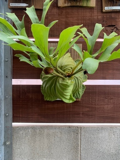 ビカクシダ　リドレイ