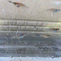 メダカ　天照　5匹の画像