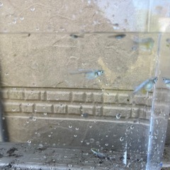 メダカ　エメキン　5匹の画像