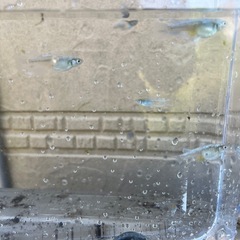 メダカ　エメキン　5匹の画像
