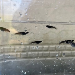 メダカ　サタン　10匹の画像