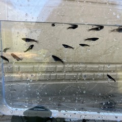 メダカ　サタン　10匹の画像