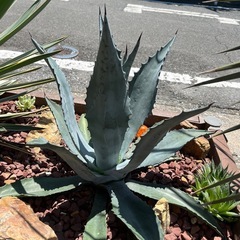 アガベの画像