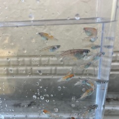 メダカ　紅玉　20匹
の画像