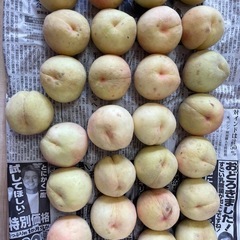 あかつきももの画像