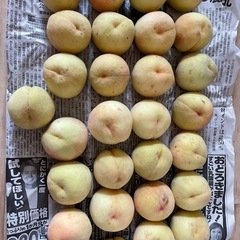 あかつきももの画像