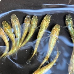 (決まりました)サンシャイン　メダカ　１０匹　の画像