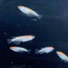 25-2 メダカ　王華　3ペア　6匹 (画像個体現物)の画像