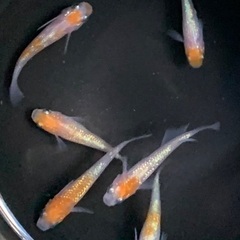 25-2 メダカ　王華　3ペア　6匹 (画像個体現物)の画像