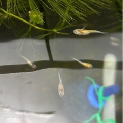 15匹　三色ラメの稚魚　750円の画像