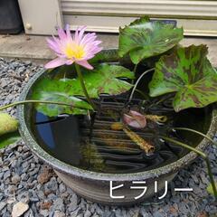 熱帯睡蓮　3種　プロイデン　ヒラリー　リンジーウッズ　開花済みセット　　の画像