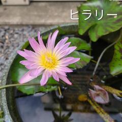 熱帯睡蓮　3種　プロイデン　ヒラリー　リンジーウッズ　開花済みセット　　の画像