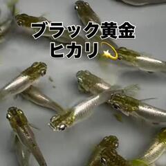 【銘品種】ブラック黄金ヒカリ店頭販売‼️♢名古屋改良メダカ直売所♢