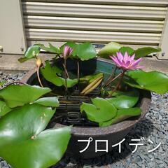 熱帯睡蓮　3種　プロイデン　ヒラリー　リンジーウッズ　開花済みセット　　の画像
