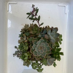 寄せ植えとアロマティカスの画像