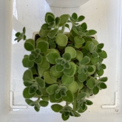 寄せ植えとアロマティカスの画像