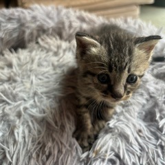 サバ白の可愛子くん