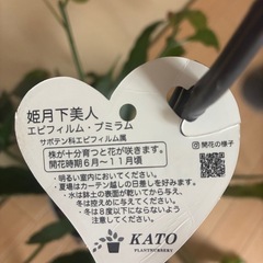 姫月下美人 エピフィルム・プミラムの画像