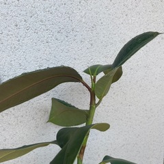 【鉢ごと】ゴムノキ　の画像