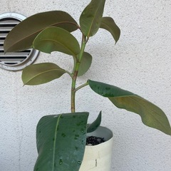 【鉢ごと】ゴムノキ　の画像