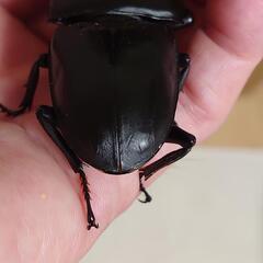 極太オオクワガタペアーNo3の画像