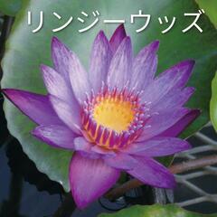 熱帯睡蓮　3種　プロイデン　ヒラリー　リンジーウッズ　開花済みセット　　の画像