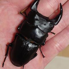 極太オオクワガタペアーNo6の画像