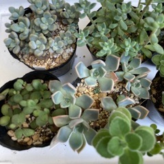 多肉植物　セットの画像