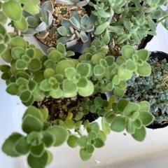 多肉植物　セットの画像