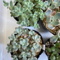 多肉植物　セットの画像