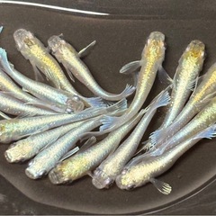 🐟夏休み特別④いろいろメダカ 30匹 ※選別おまかせ🐟の画像