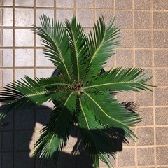 ソテツ6️⃣の画像