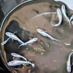 狼牙めだか画像すべての画像