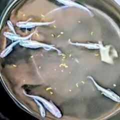 狼牙めだか画像すべての画像